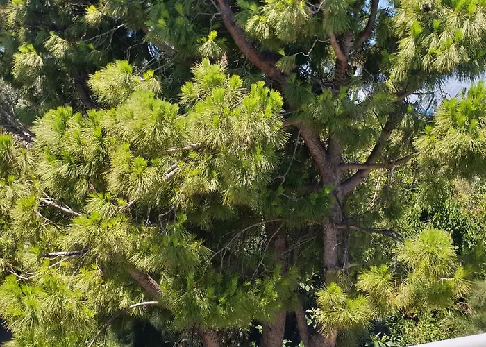 Apart-hotel Alexia's